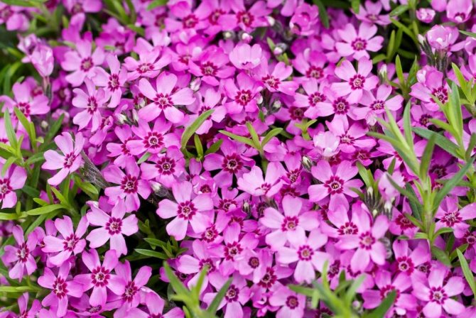 Флокс шиловидный Цвергентеппих (Zwergenteppich)