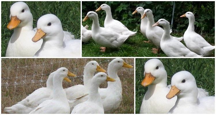 французская утка