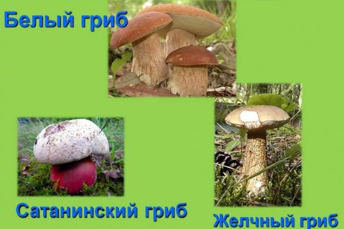 Грибы двойники горчака