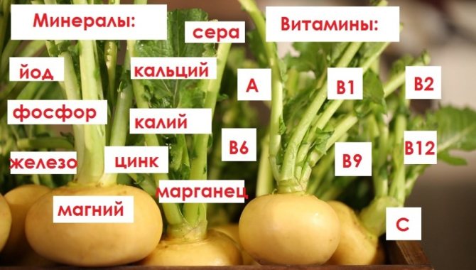 Химический состав репы