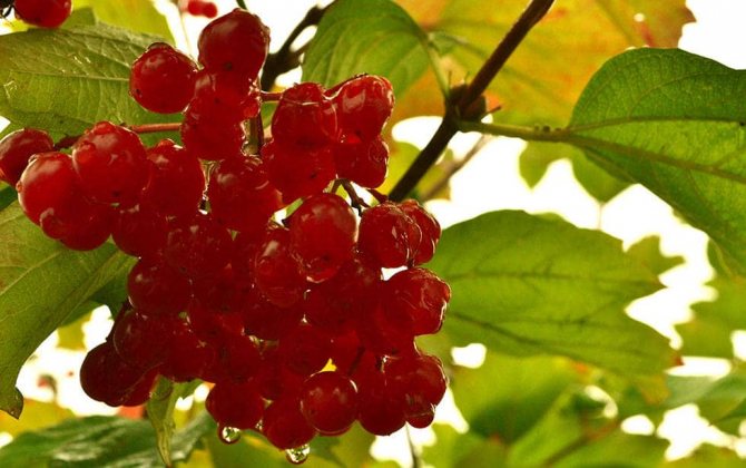 Калина полезные свойства