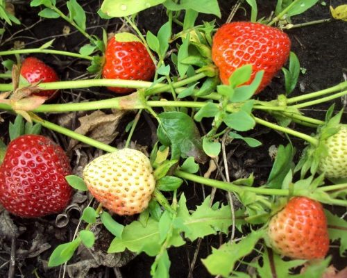 Клубника Остара