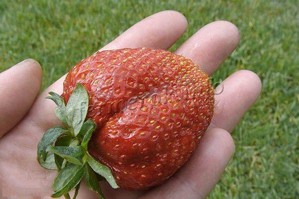 Клубника растет крупной, весом в среднем 70 г