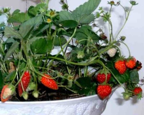 Клубнику можно выращивать дома на подоконнике