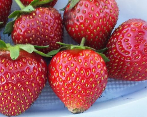 Кончики у первых ягод Эльсанты светлые