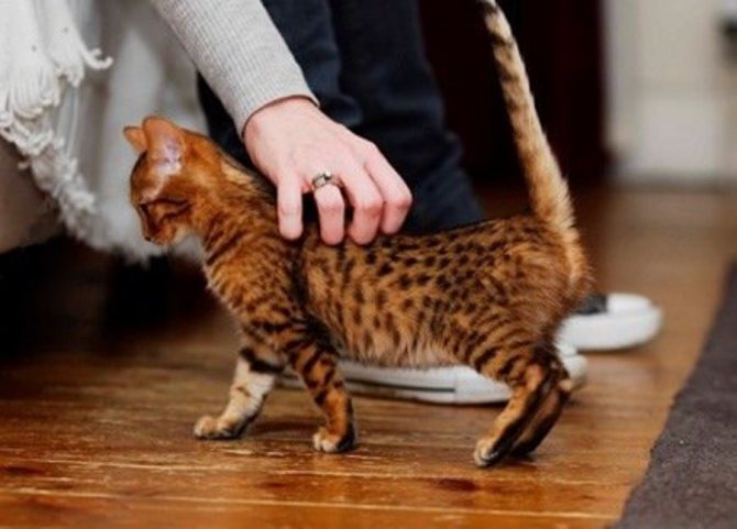 Кошки любят ласку