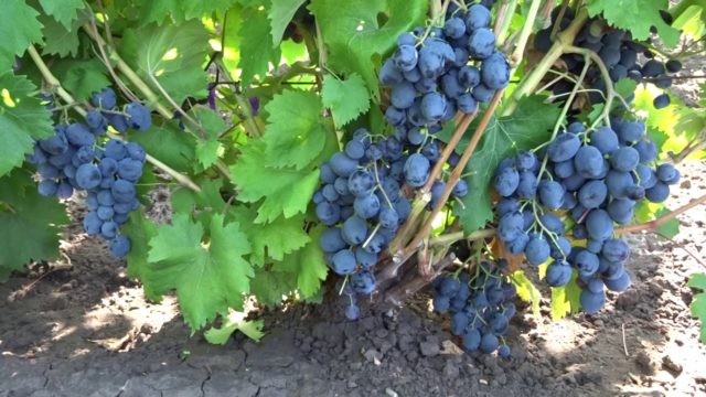 куст винограда лоза
