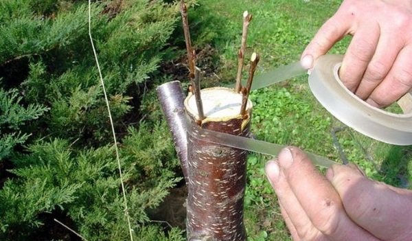 Легкость проведения прививки