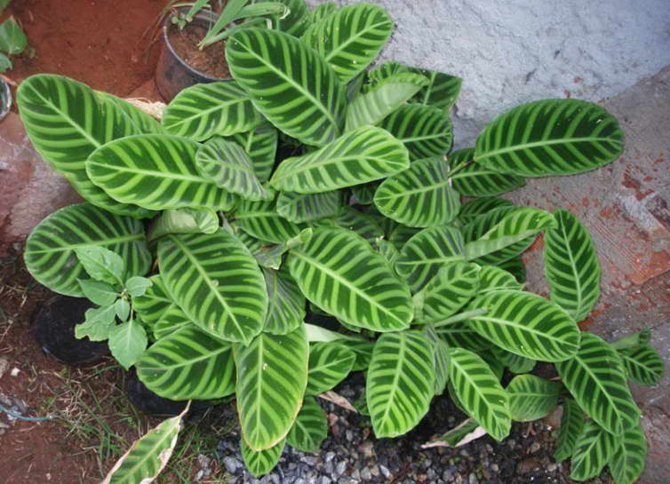 Маранта двухцветная Maranta bicolor фото