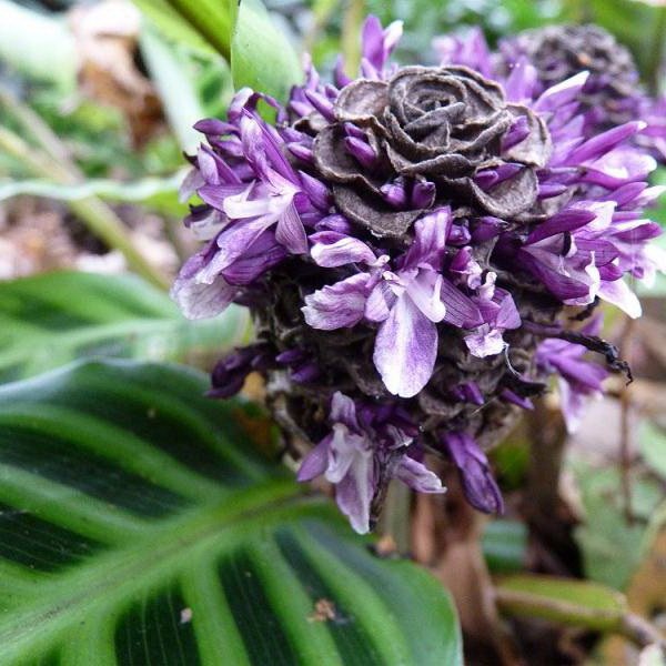 Маранта гибба maranta gibba