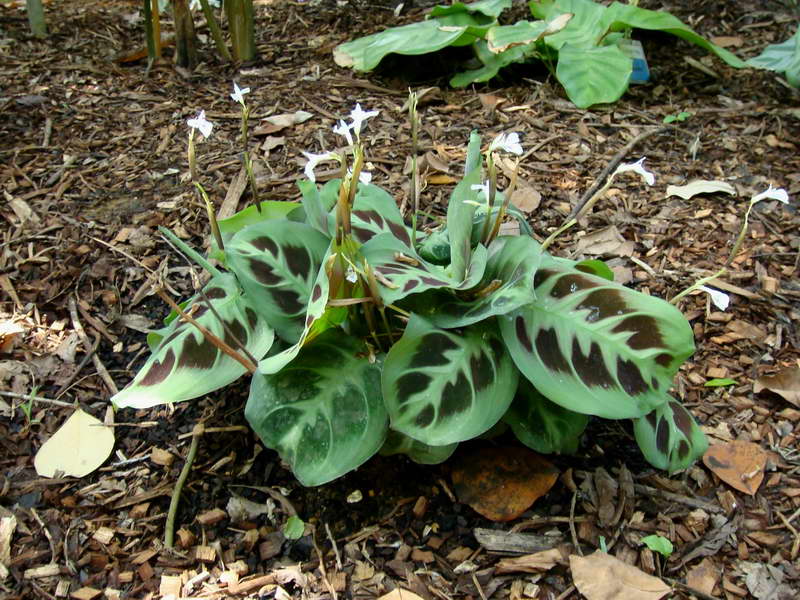 Маранта керховена maranta leuconeura kerchoveana фото цветов