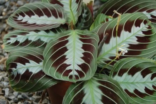 Маранта массанжа она же черная маранта maranta leuconeura Massangeana = Black Maranta