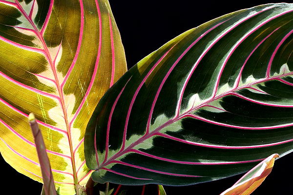 Маранта сорт Фасцинатор Maranta Leuconeura Fascinator фото