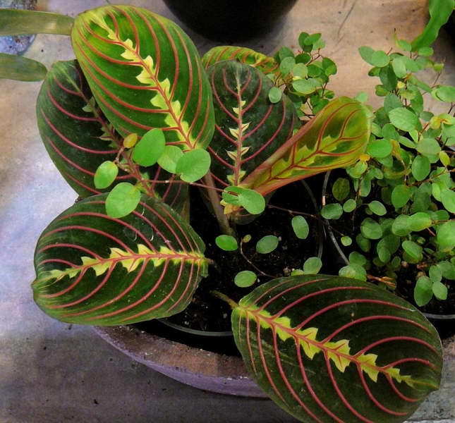Маранта трёхцветная или триколор Maranta Tricolour краснолистная разновидность фото