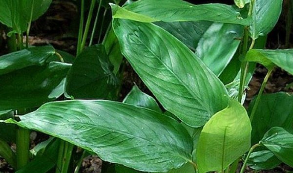 Маранта тростниковая Maranta arundinacea