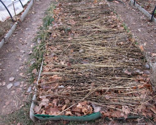 Можно использовать и сухую листву, но не с плодовых, а с лесных деревьев