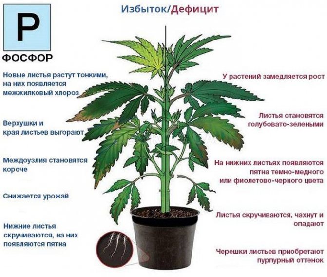 О недостатке фосфора можно судить по состоянию зелёных частей растений. Дополнительно об этой проблеме сигнализирует скудное и запоздалое цветение, опадение завязей, снижение сахаристости плодов и корнеплодов, плохая крахмалистость и водянистость клубней, снижение засухо- и морозостойкости растений.