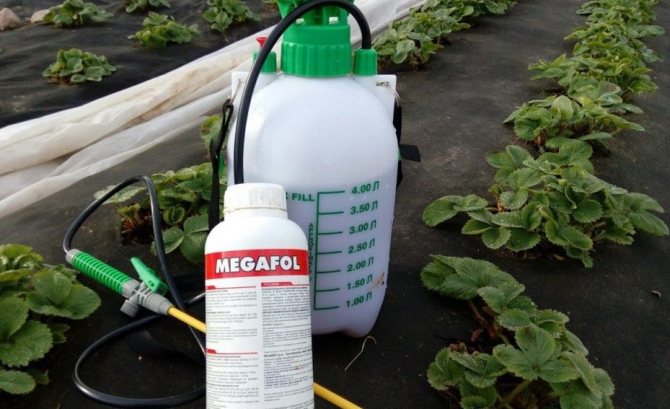 Обработка клубники от вредителей