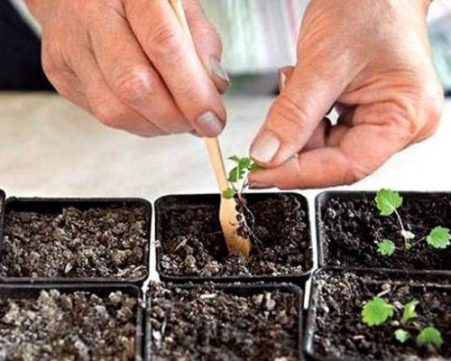 Пикирование сеянцев по отдельным горшочкам