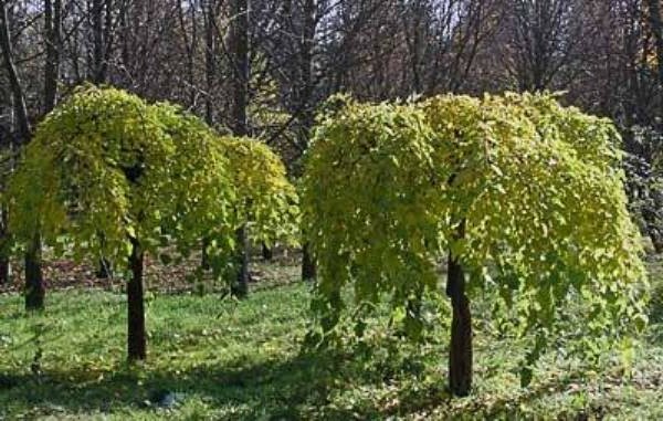 Плакучие растения в саду на даче