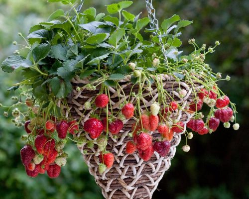 Плетеные корзины отлично подходят для выращивания клебники