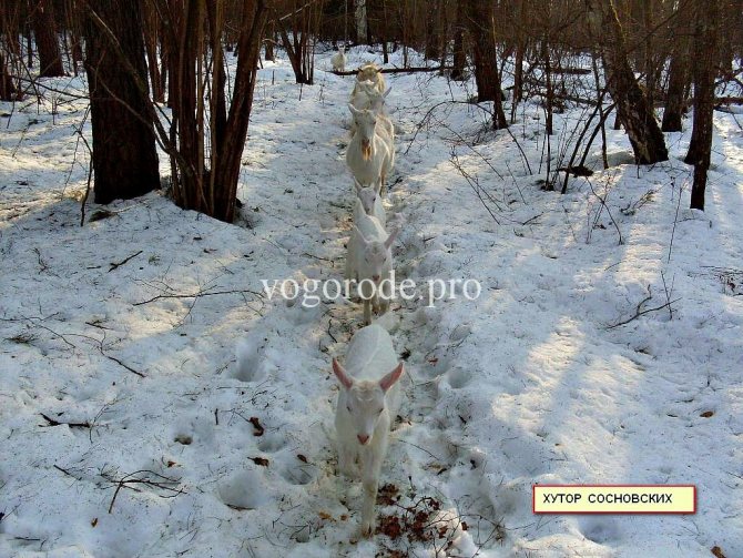 Прогулка коз зимой.