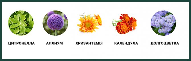 растения отпугивающие комаров