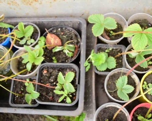 Размножение отводками в стаканчиках