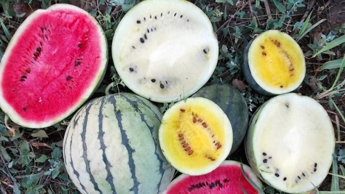 Самые вкусные сорта арбузов: описание и характеристика
