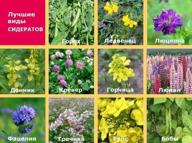 Сидераты против пырея