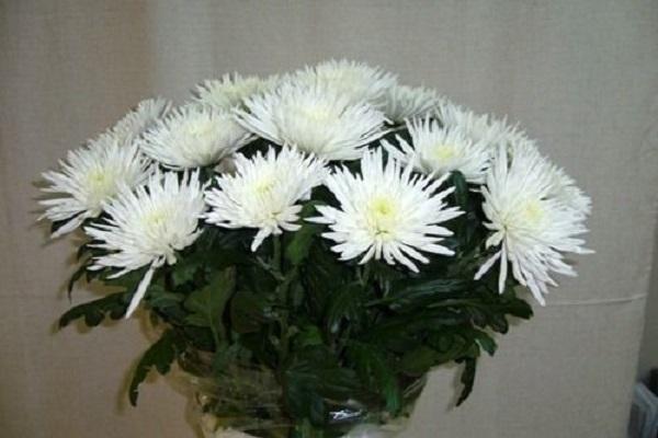 сорт Анастасия