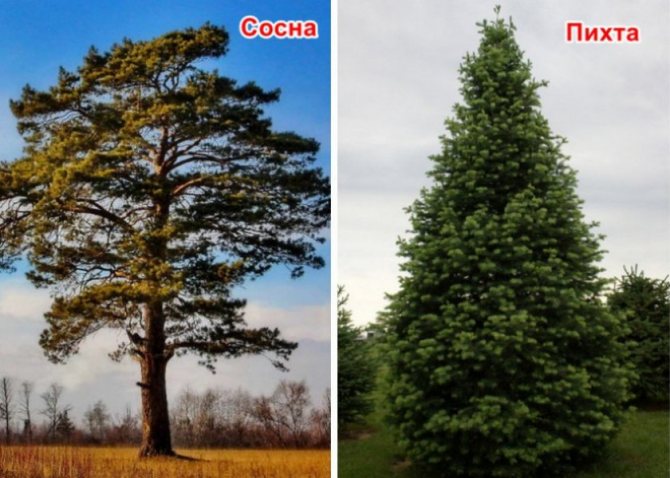 Сосна и пихта