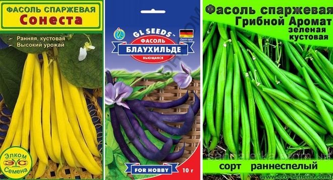 Спаржевые сорта фасоли