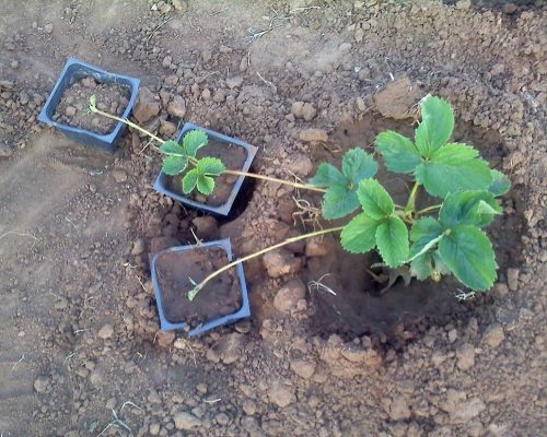 Стаканчики использовать не обязательно, укоренившиеся детки спокойно перезимуют под слоем мульчи