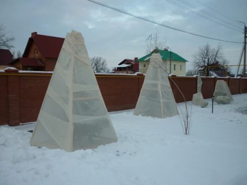 Утепление вишни
