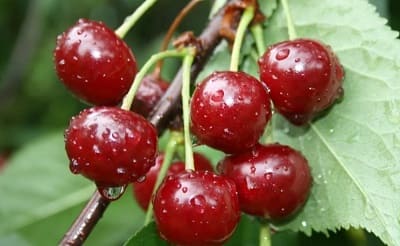 Вишня: вред и польза для здоровья