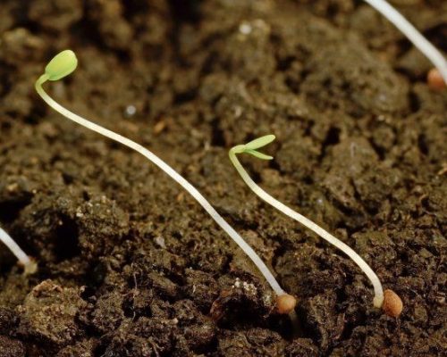 Всходы тянутся к свету, их нужно периодически поворачивать к нему другой стороной