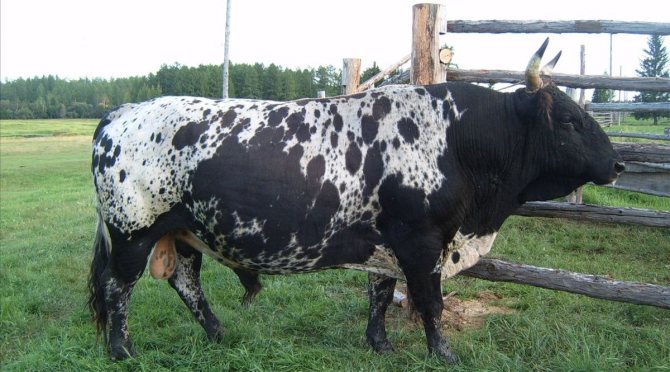 Якутская корова