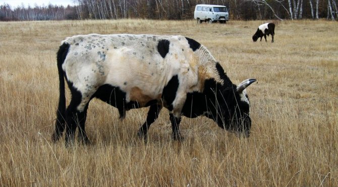 Якутская корова