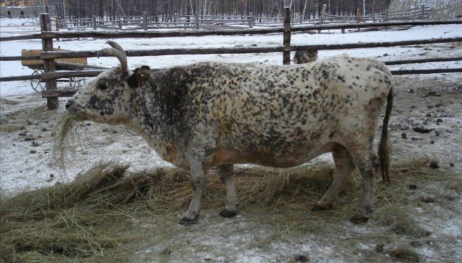 Якутская корова