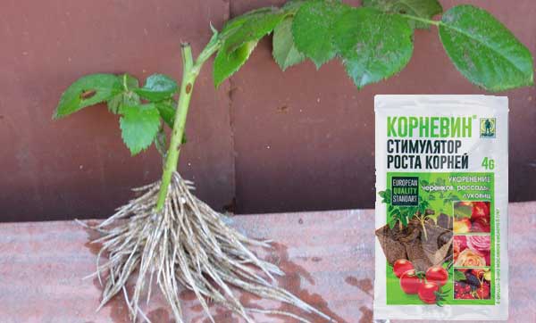 замачивание черенков в корневине