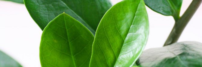 замиокулькас, долларовое дерево, caladium zamiifolium