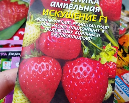 Значок F1 указывает на гибридное происхождение сорта и нежелательность его размножения семенами